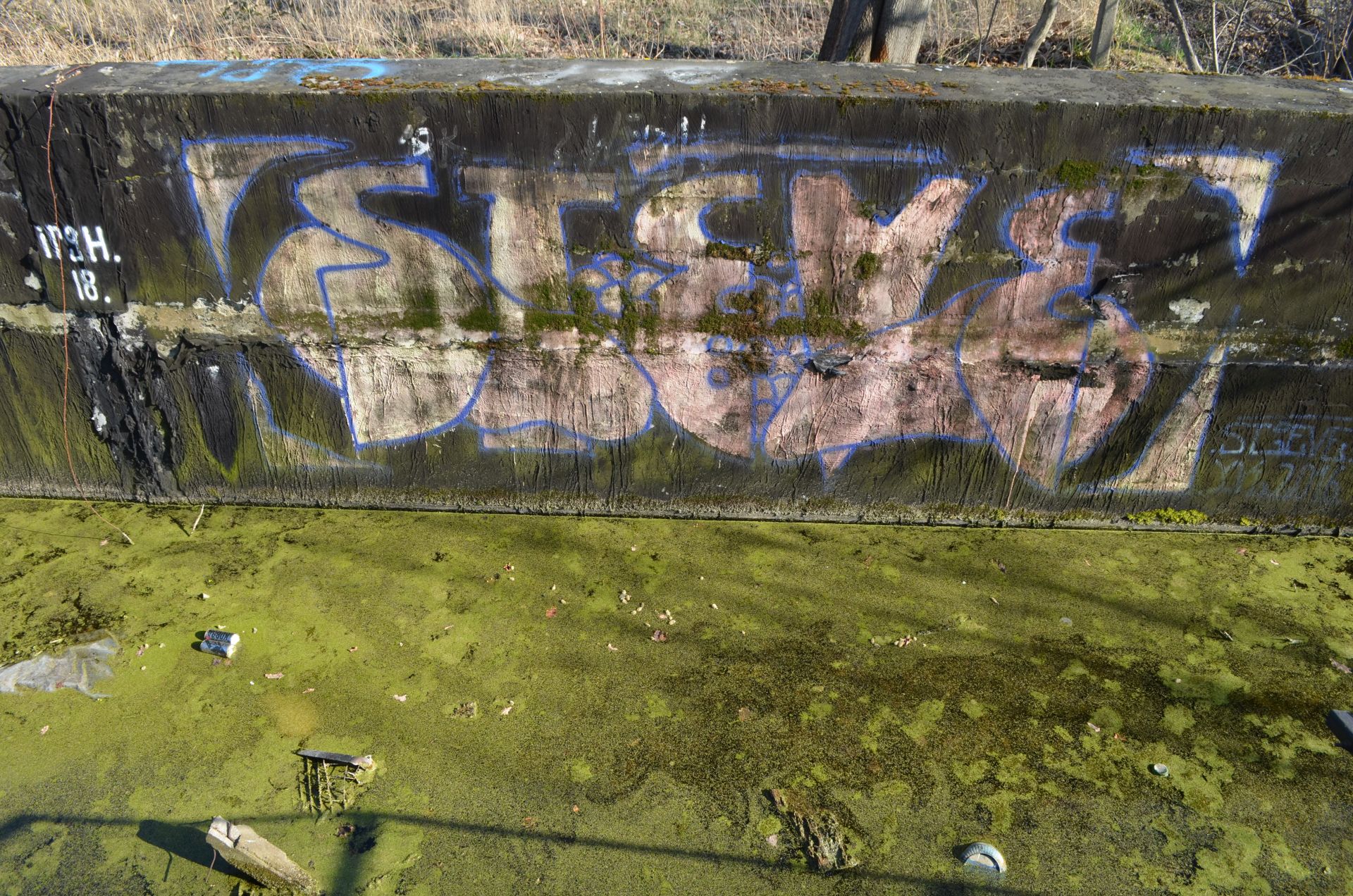 STEVE